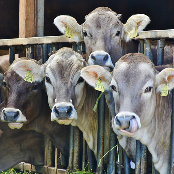 La RFID dans les systèmes et secteurs animaliers